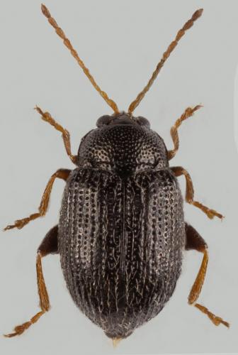 Epitrix pubescens