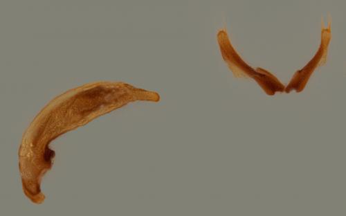 Réf. 265 161 : Trechus distinctus aragonicus