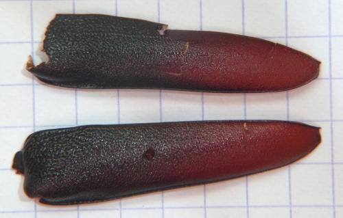 Réf. 265 913 : Cerambyx cerdo