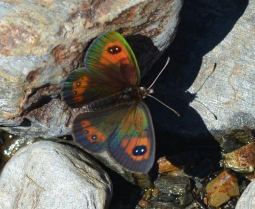 Erebia rondoui