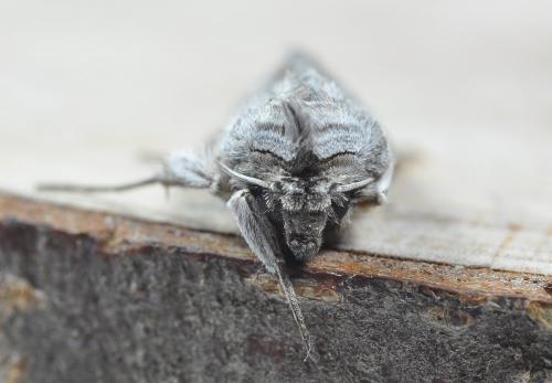 Réf. 265 411 : Cucullia umbratica