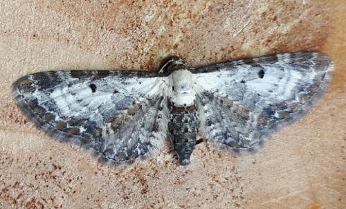 Réf. 265 155 : Eupithecia succenturiata