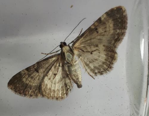 Réf. 265 156 : Eupithecia succenturiata