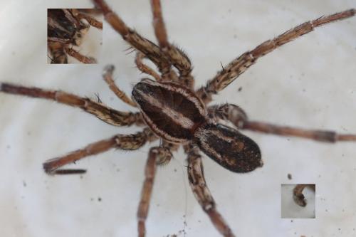 Hogna radiata