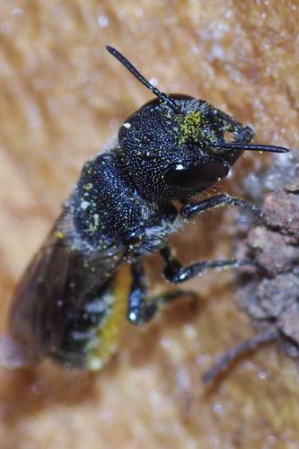 Heriades truncorum