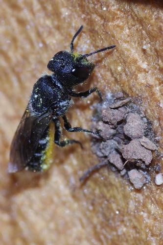 Heriades truncorum