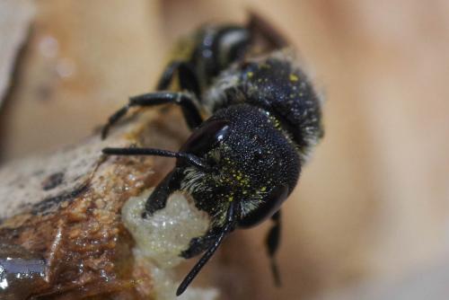Heriades truncorum