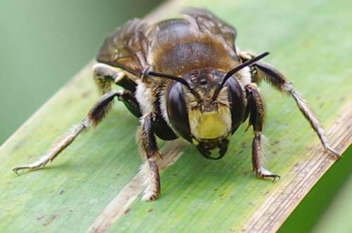 Anthidium septemspinosum