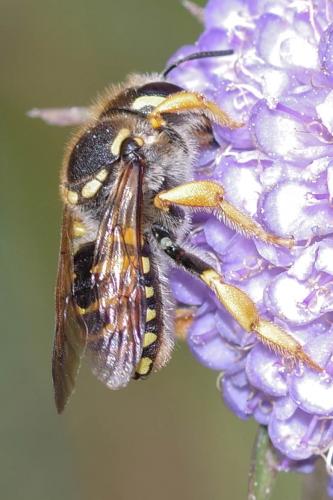 Réf. 265 530 : Trachusa interrupta
