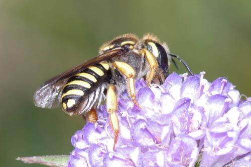 Trachusa integra