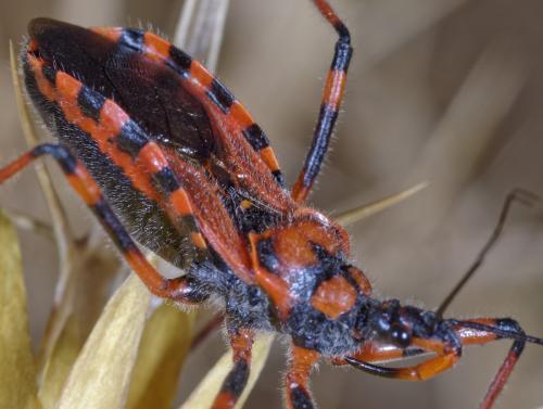 Rhynocoris sp.