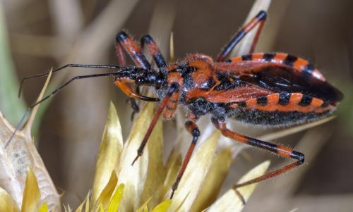 Réf. 265 523 : Rhynocoris sp.