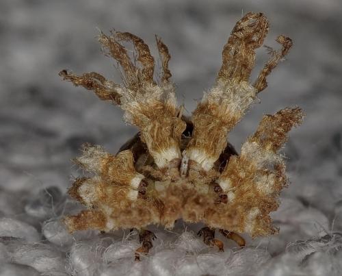 Ricania speculum