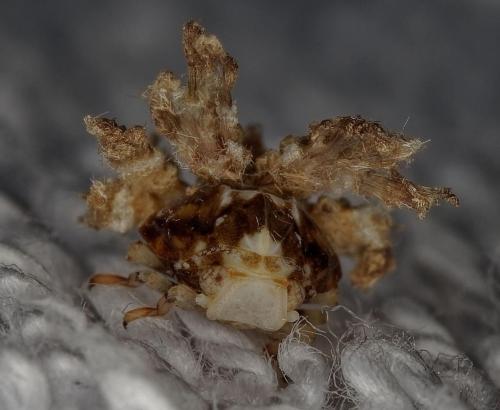 Ricania speculum