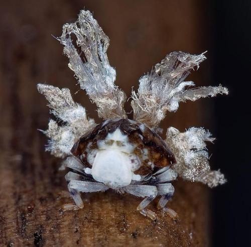 Ricania speculum