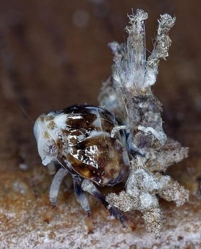 Ricania speculum
