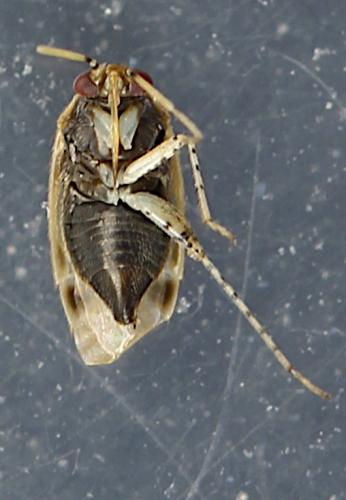 Campylomma verbasci