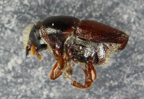 Scolytus pygmaeus