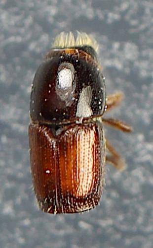 Scolytus pygmaeus