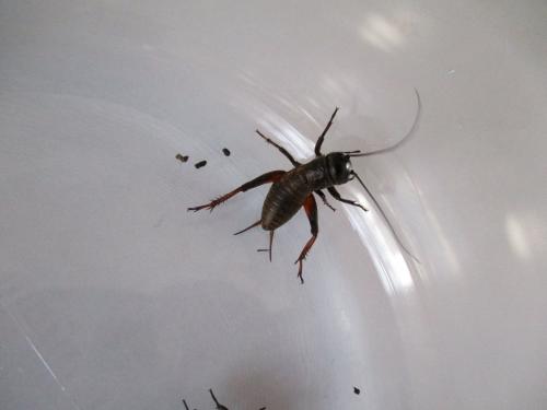 Gryllus campestris