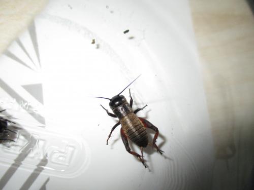 Réf. 265 009 : Gryllus campestris