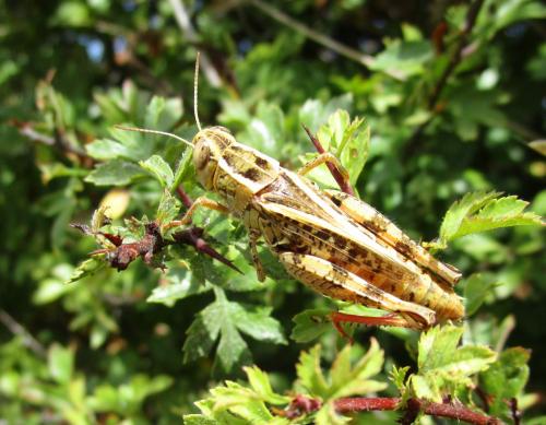 Calliptamus sp.