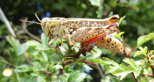 Calliptamus sp.