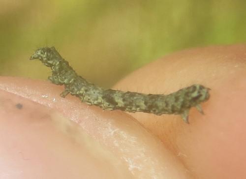 Réf. 265 206 : Laspeyria flexula