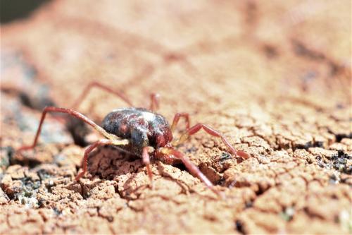 Réf. 265 154 : Erythraeus sp.