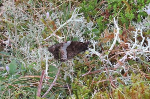 Réf. 265 188 : Hipparchia sp.