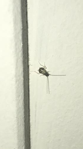Réf. 265 553 : Supella longipalpa