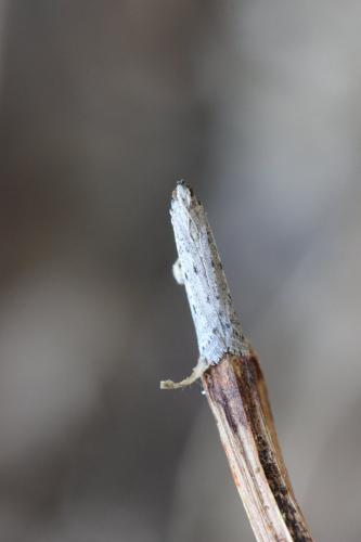 Réf. 265 944 : Phycitodes sp.