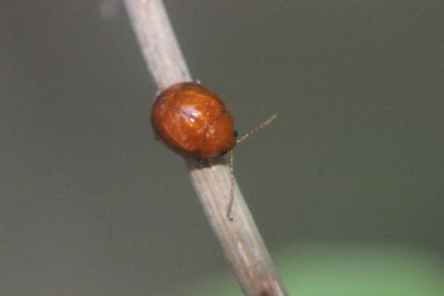 Réf. 265 231 : Sphaeroderma rubidum