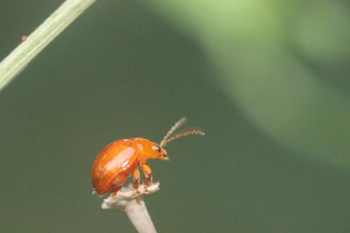 Réf. 265 232 : Sphaeroderma rubidum