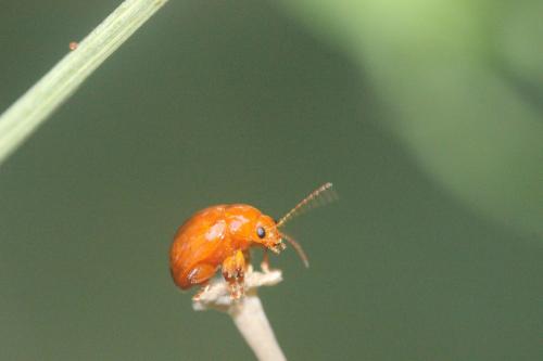 Réf. 265 233 : Sphaeroderma rubidum