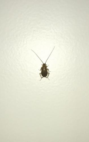 Ectobius sp.