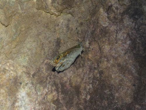 Lasiommata maera