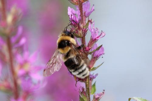 Bombus ruderatus