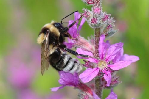 Bombus ruderatus