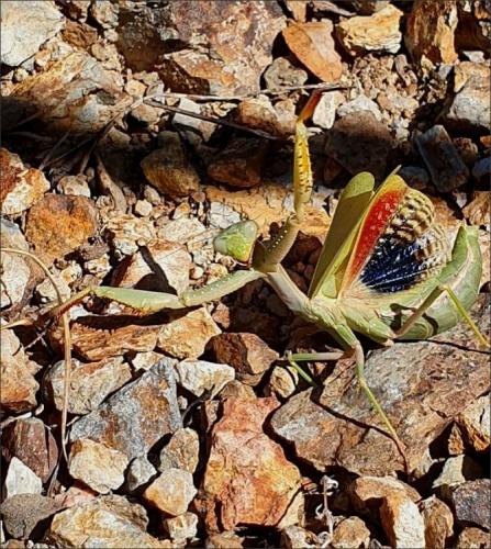 Réf. 265 863 : Iris oratoria