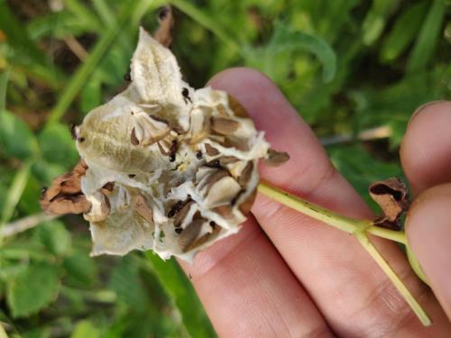 Réf. 265 826 : Dolichoderus quadripunctatus