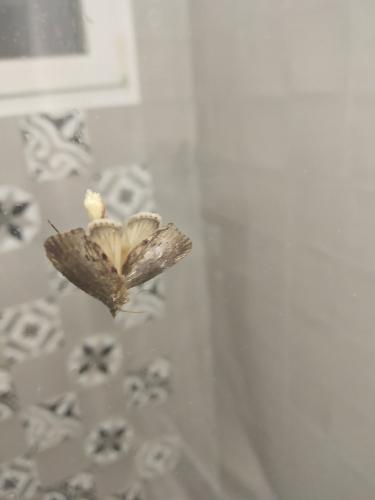 Galleria mellonella