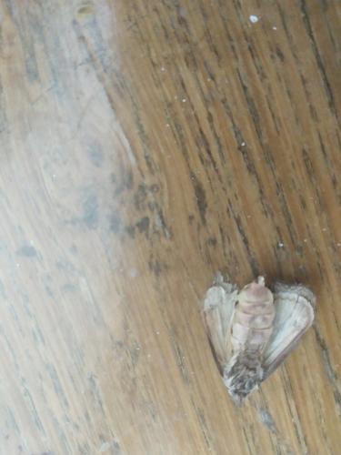 Galleria mellonella