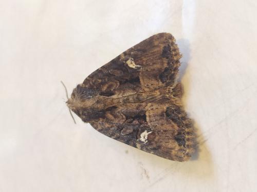 Réf. 265 317 : Mesapamea sp.