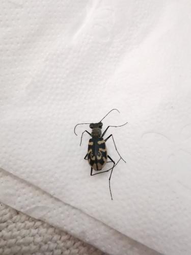 Réf. 265 218 : Cephalota circumdata leonschaeferi