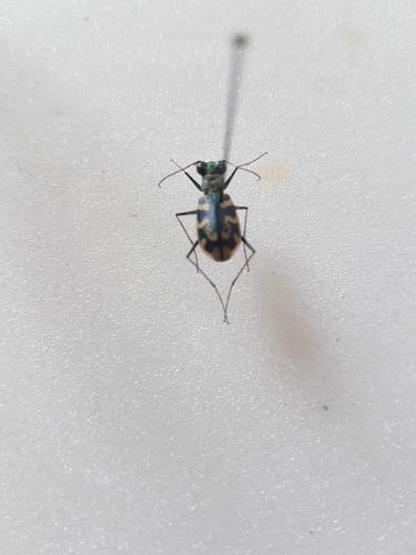 Réf. 265 217 : Cephalota circumdata leonschaeferi
