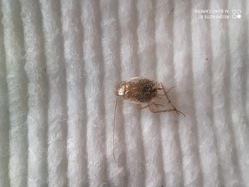 Ectobius sp.