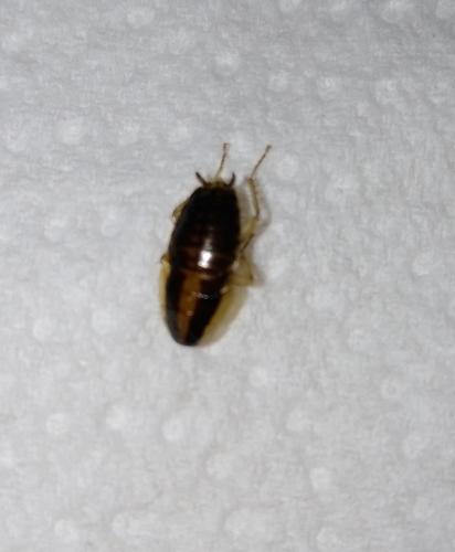 Blattella germanica