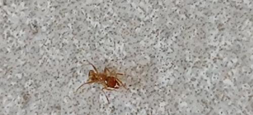 Réf. 265 618 : Pheidole pallidula