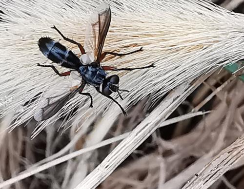 Cylindromyia rufipes